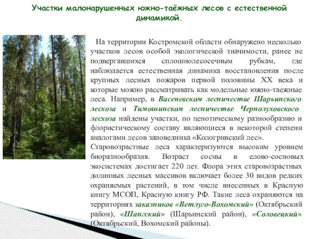 Участки малонарушенных южно-таёжных лесов с естественной динамикой. На территории Костромской области обнаружено