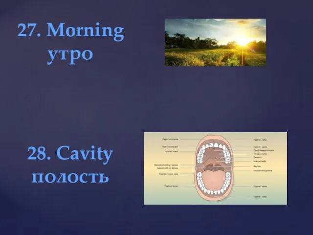 27. Morning утро 28. Cavity полость