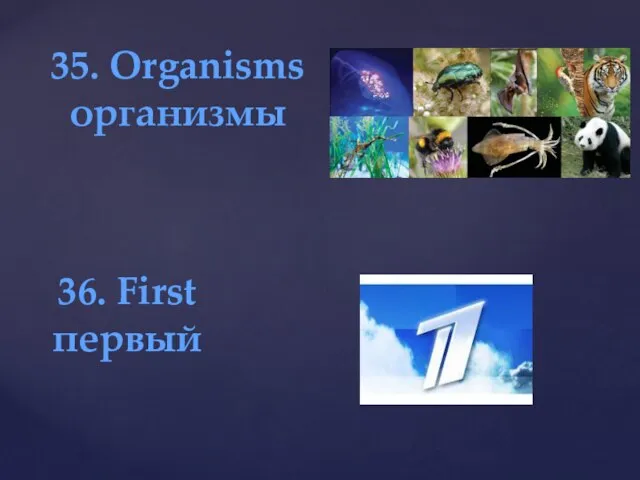 35. Organisms организмы 36. First первый
