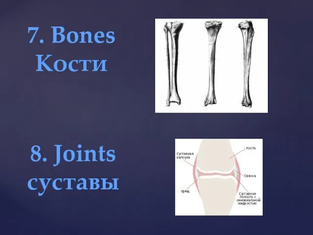 7. Bones Кости 8. Joints суставы