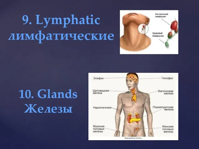 9. Lymphatic лимфатические 10. Glands Железы