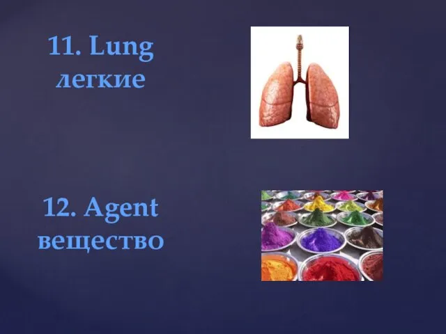 11. Lung легкие 12. Agent вещество