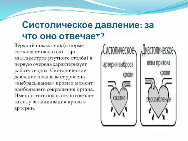 Систолическое давление: за что оно отвечает? Верхний показатель (в норме составляет около