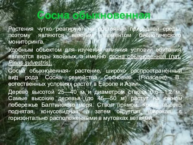 Сосна обыкновенная Растения чутко реагируют на состояние природной среды, поэтому являются важным