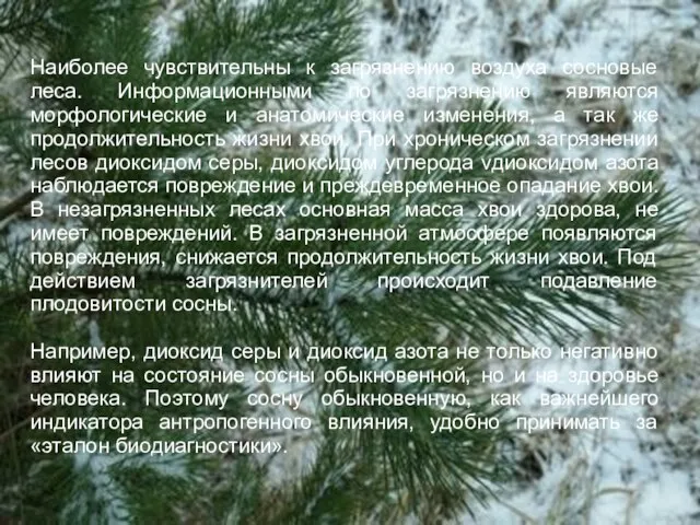 Наиболее чувствительны к загрязнению воздуха сосновые леса. Информационными по загрязнению являются морфологические