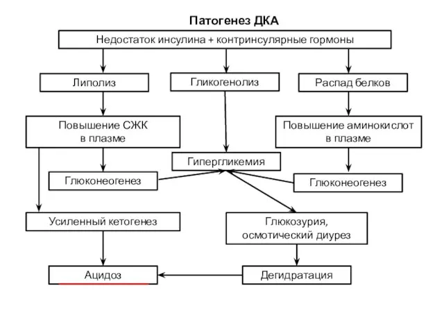 Недостаток инсулина + контринсулярные гормоны Липолиз Гликогенолиз Распад белков Дегидратация Повышение СЖК