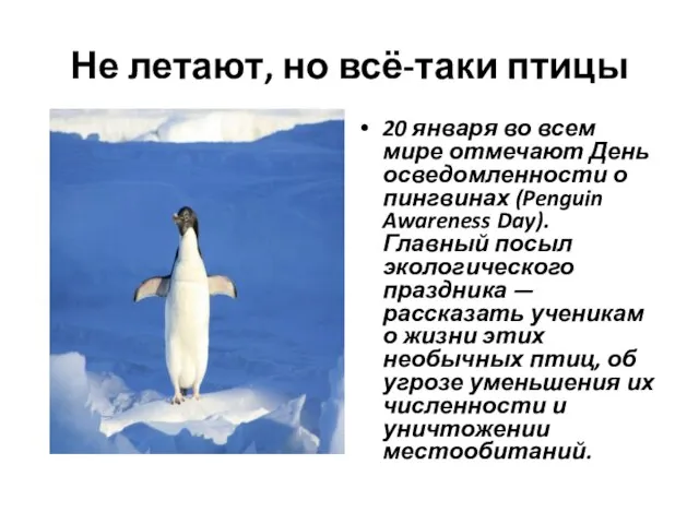 Не летают, но всё-таки птицы 20 января во всем мире отмечают День