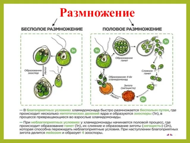 Размножение