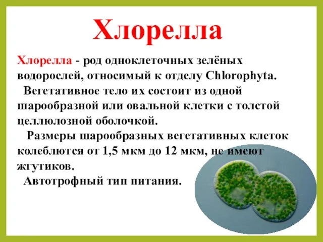 Хлорелла Хлорелла - род одноклеточных зелёных водорослей, относимый к отделу Chlorophyta. Вегетативное