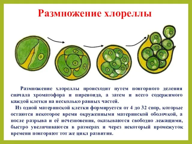Размножение хлореллы Размножение хлореллы происходит путем повторного деления сначала хроматофора и пиреноида,