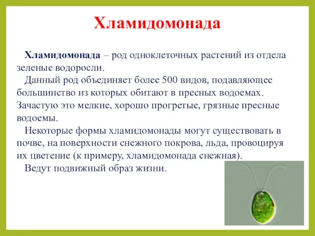 Хламидомонада Хламидомонада – род одноклеточных растений из отдела зеленые водоросли. Данный род