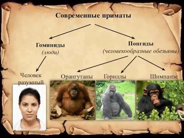 Понгиды (человекообразные обезьяны) Орангутаны Гориллы Шимпанзе Современные приматы Гоминиды (люди) Человек разумный