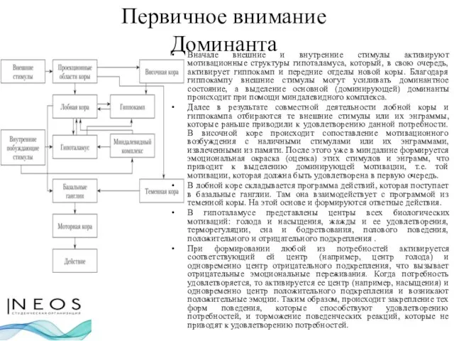 Первичное внимание Доминанта Вначале внешние и внутренние стимулы активируют мотивационные структуры гипоталамуса,