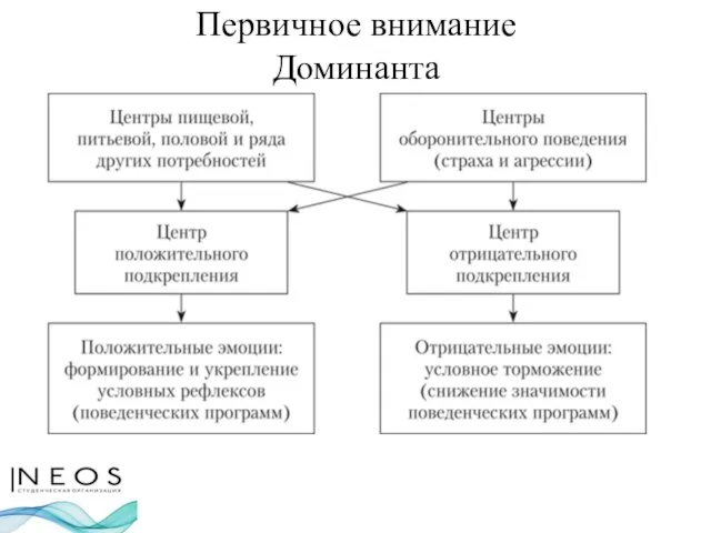 Первичное внимание Доминанта