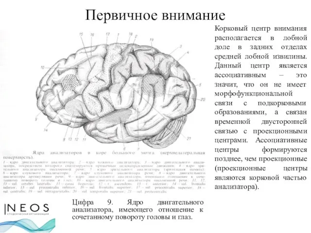 Первичное внимание Цифра 9. Ядро двигательного анализатора, имеющего отношение к сочетанному повороту