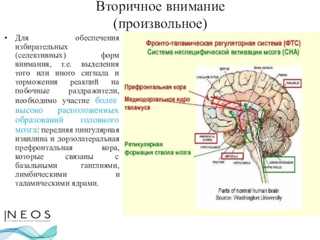 Вторичное внимание (произвольное) Для обеспечения избирательных (селективных) форм внимания, т.е. выделения того