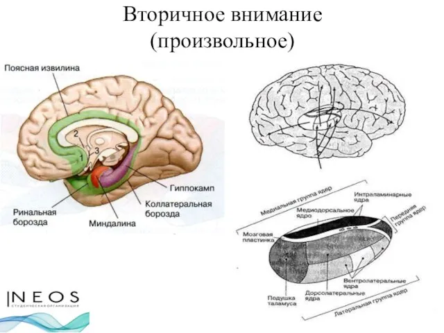 Вторичное внимание (произвольное)