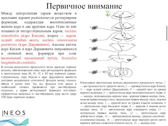 Первичное внимание Между центральным серым веществом и красными ядрами располагается ретикулярная формация,