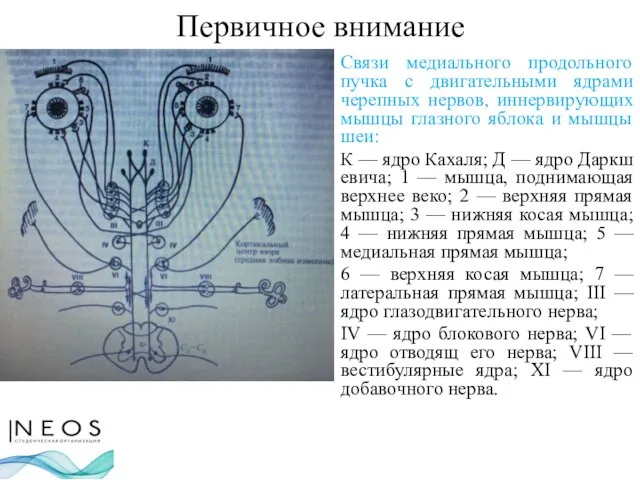 Первичное внимание Связи медиального продольного пучка с двигательными ядрами черепных нервов, иннервирующих