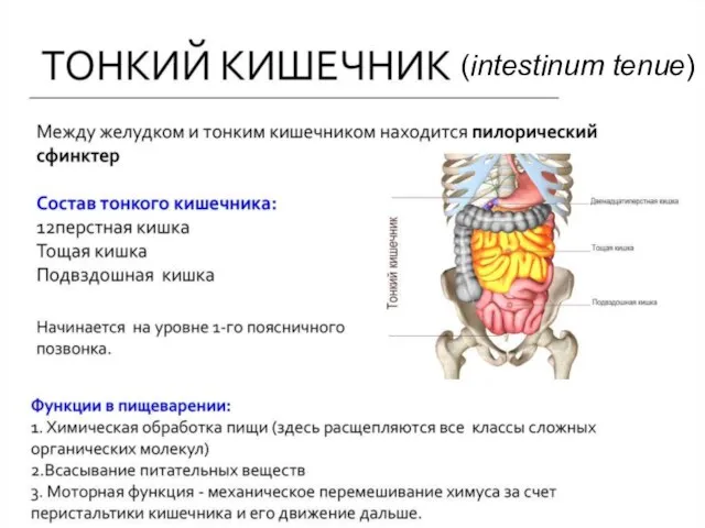Тонкий кишечник (intestinum tenue)