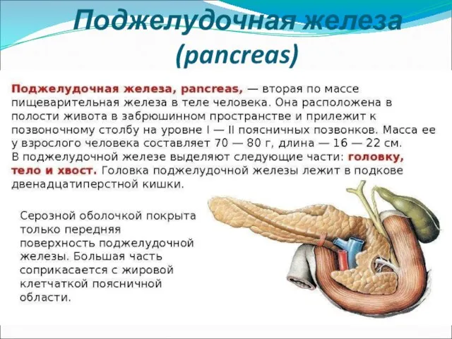 Поджелудочная железа (pancreas)
