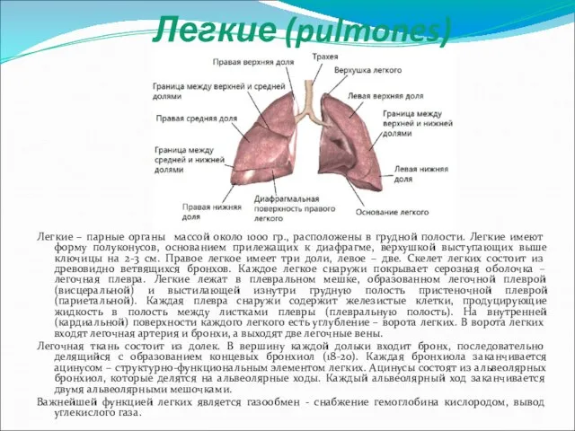 Легкие (pulmones) Легкие – парные органы массой около 1000 гр., расположены в