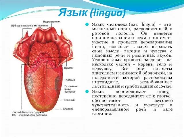 Язык (lingua) Язык человека (лат. lingua) – это мышечный орган, расположенный в