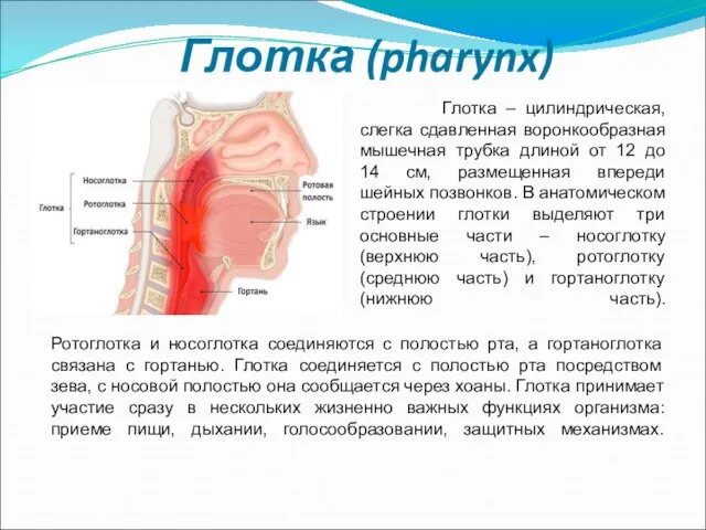 Глотка (pharynx) Глотка – цилиндрическая, слегка сдавленная воронкообразная мышечная трубка длиной от