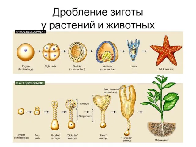 Дробление зиготы у растений и животных