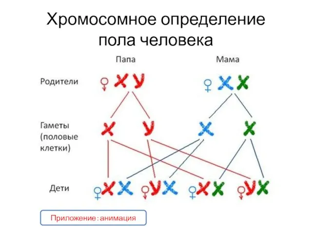 Хромосомное определение пола человека Приложение: анимация