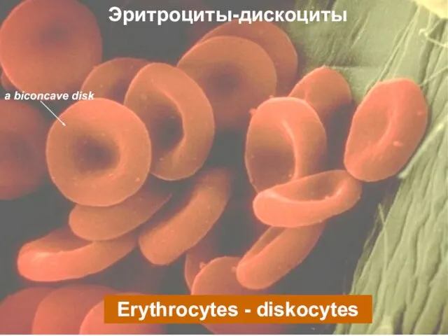 Эритроциты-дискоциты Erythrocytes - diskocytes a biconcave disk