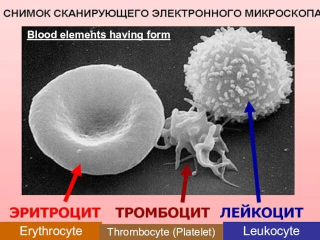 Erythrocyte Thrombocyte (Platelet) Leukocyte Blood elements having form