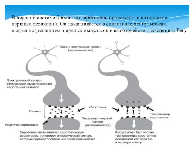 В нервной системе биосинтез серотонина происходит в цитоплазме нервных окончаний. Он накапливается