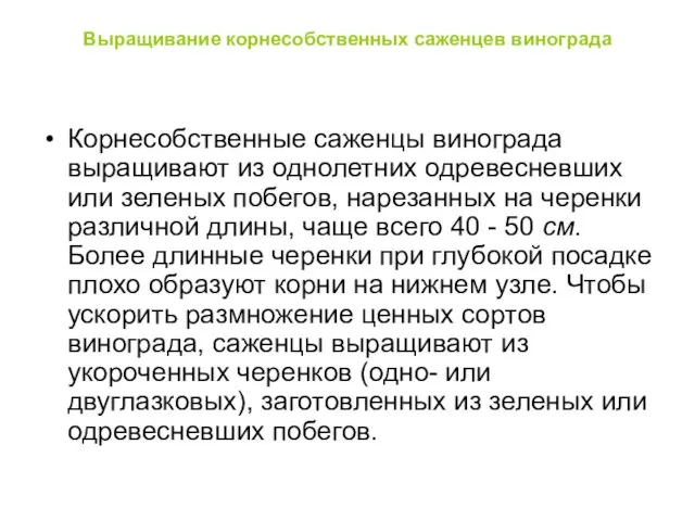 Выращивание корнесобственных саженцев винограда Корнесобственные саженцы винограда выращивают из однолетних одревесневших или