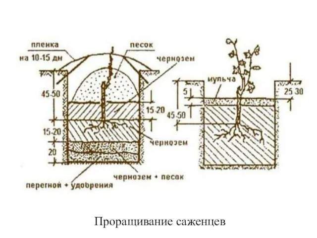 Проращивание саженцев