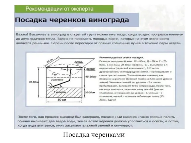 Посадка черенками