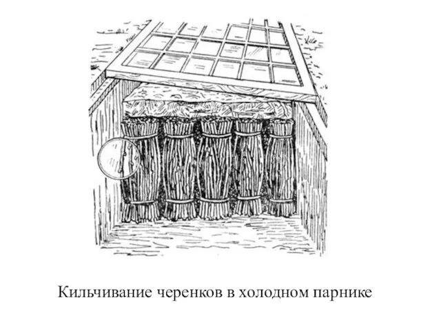 Кильчивание черенков в холодном парнике