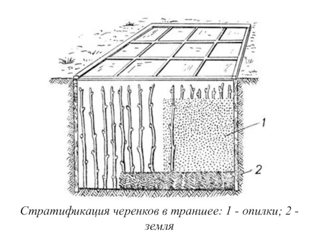 Стратификация черенков в траншее: 1 - опилки; 2 - земля