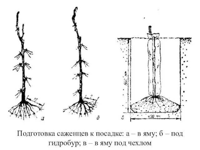 Подготовка саженцев к посадке: а – в яму; б – под гидробур;