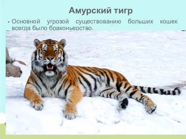 Амурский тигр Основной угрозой существованию больших кошек всегда было браконьерство. Сегодня количество
