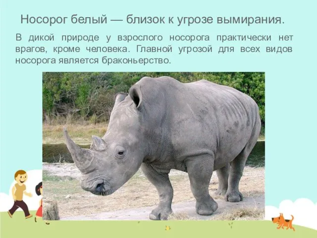 Носорог белый — близок к угрозе вымирания. В дикой природе у взрослого