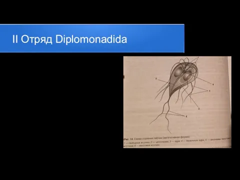 II Отряд Diplomonadida Лямблия (Lamblia intestinalis или Giardia lamblia) возбудитель лямблиоза, антропоноза.