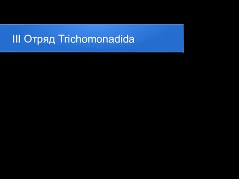 III Отряд Trichomonadida Трихомонады (Trichomonas) жгутиковые простейшие семейства Trichomanadida. Клетки грушевидной формы,