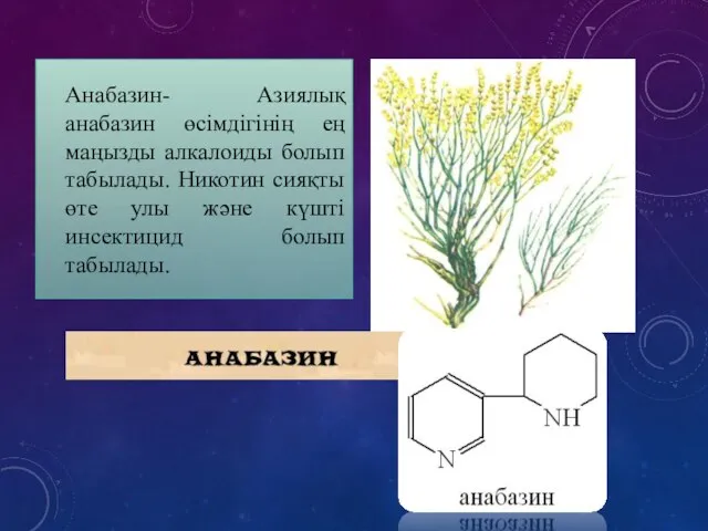 Анабазин- Азиялық анабазин өсімдігінің ең маңызды алкалоиды болып табылады. Никотин сияқты өте