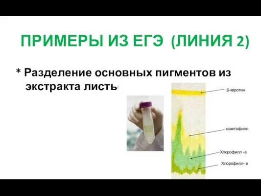 * Разделение основных пигментов из экстракта листьев. ПРИМЕРЫ ИЗ ЕГЭ (ЛИНИЯ 2)