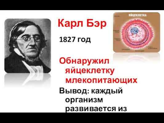 Карл Бэр 1827 год Обнаружил яйцеклетку млекопитающих Вывод: каждый организм развивается из одной клетки