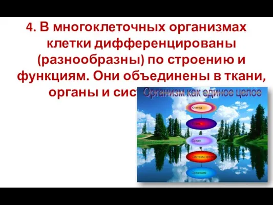 4. В многоклеточных организмах клетки дифференцированы (разнообразны) по строению и функциям. Они