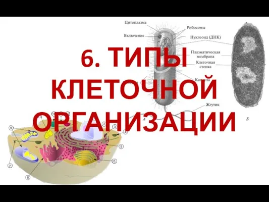 6. ТИПЫ КЛЕТОЧНОЙ ОРГАНИЗАЦИИ