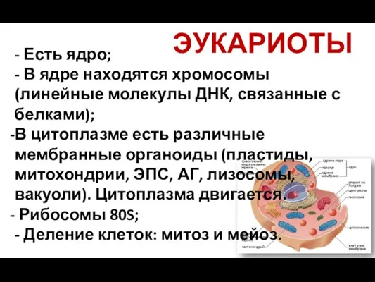 ЭУКАРИОТЫ - Есть ядро; - В ядре находятся хромосомы (линейные молекулы ДНК,