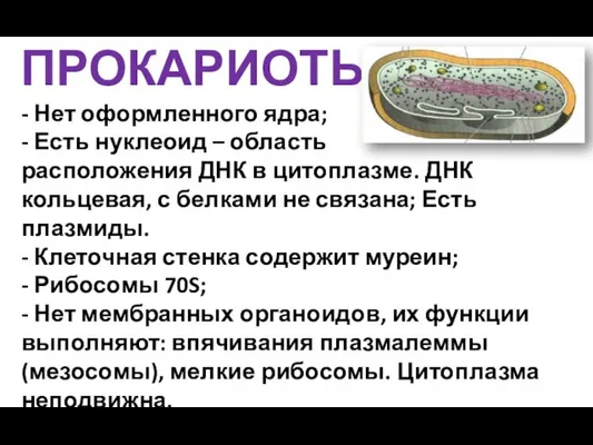 ПРОКАРИОТЫ - Нет оформленного ядра; - Есть нуклеоид – область расположения ДНК